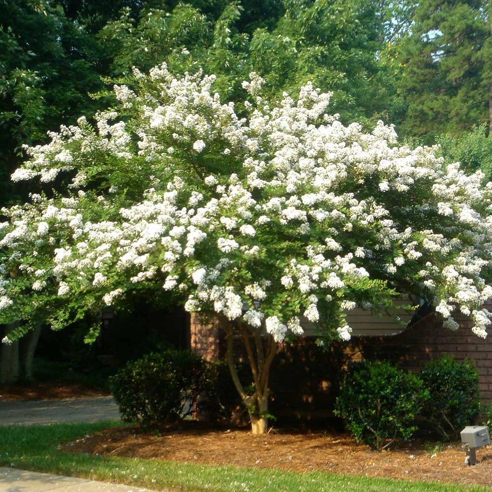 Brighter Blooms Natchez Crape Myrtle Tree 3 Brighter Blooms Natchez Crape Myrtle Tree