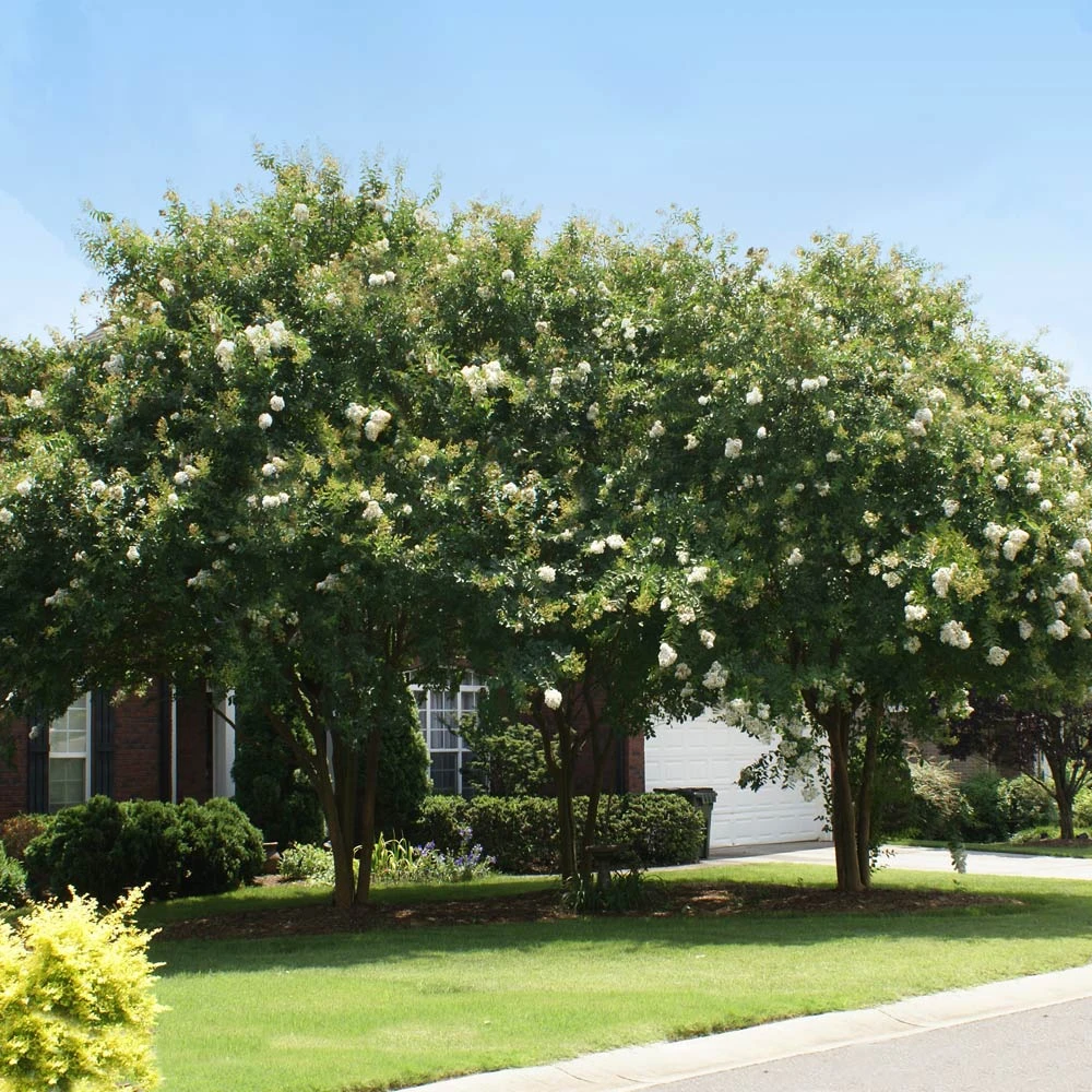 Brighter Blooms Natchez Crape Myrtle Tree 2 Brighter Blooms Natchez Crape Myrtle Tree