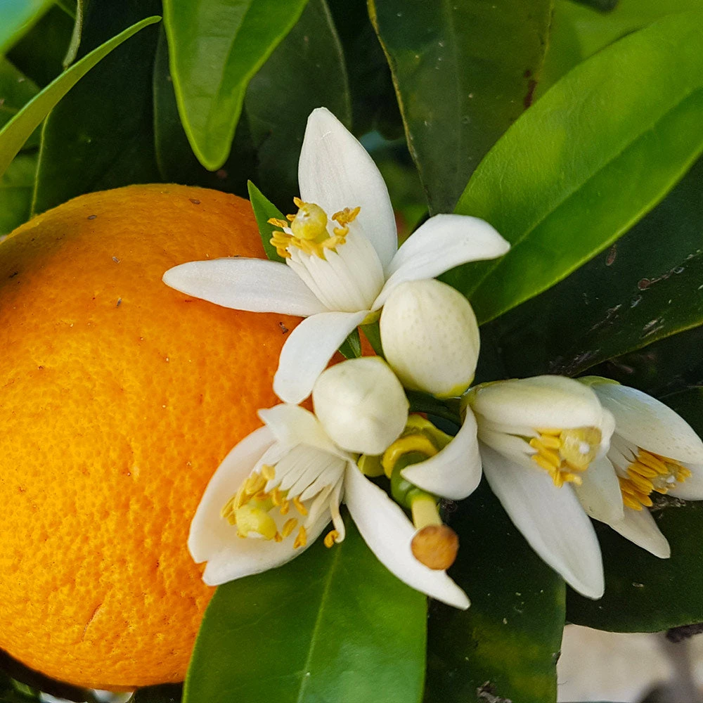 Brighter Blooms Navel Orange Tree 4 Brighter Blooms Navel Orange Tree