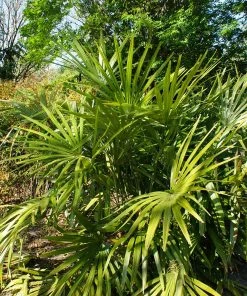 Brighter Blooms Needle Palm Tree Evergreen & Privacy 6 Brighter Blooms Needle Palm Tree Evergreen & Privacy
