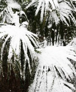 Brighter Blooms Needle Palm Tree Evergreen & Privacy 7 Brighter Blooms Needle Palm Tree Evergreen & Privacy