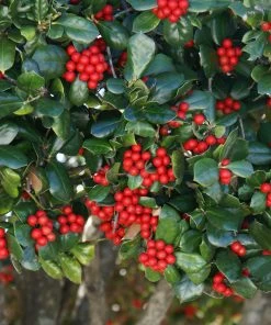 Brighter Blooms Evergreen & Privacy Nellie Stevens Holly Tree 9 Brighter Blooms Evergreen & Privacy Nellie Stevens Holly Tree