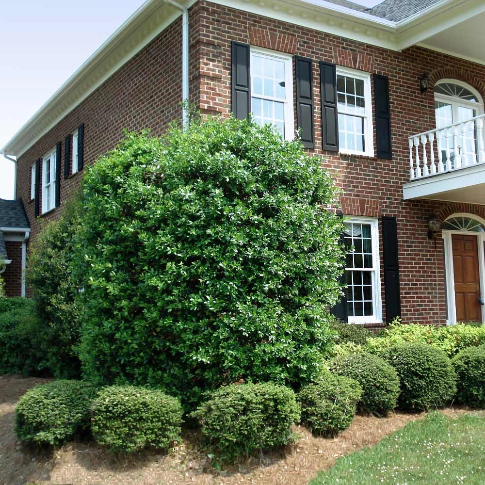 NO WARRANTY Nellie Stevens Holly Tree Evergreen & Privacy 5 NO WARRANTY Nellie Stevens Holly Tree Evergreen & Privacy