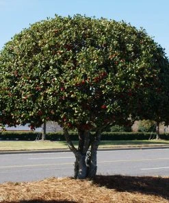 Brighter Blooms Evergreen & Privacy Nellie Stevens Holly Tree 10 Brighter Blooms Evergreen & Privacy Nellie Stevens Holly Tree