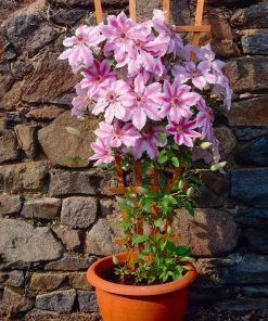 Brighter Blooms Nelly Moser Clematis Vine 7 Brighter Blooms Nelly Moser Clematis Vine