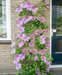 Brighter Blooms Nelly Moser Clematis Vine 9 Brighter Blooms Nelly Moser Clematis Vine