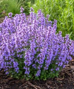 Brighter Blooms Nepeta 'Cat's Pajamas' Catmint 6 Brighter Blooms Nepeta 'Cat's Pajamas' Catmint