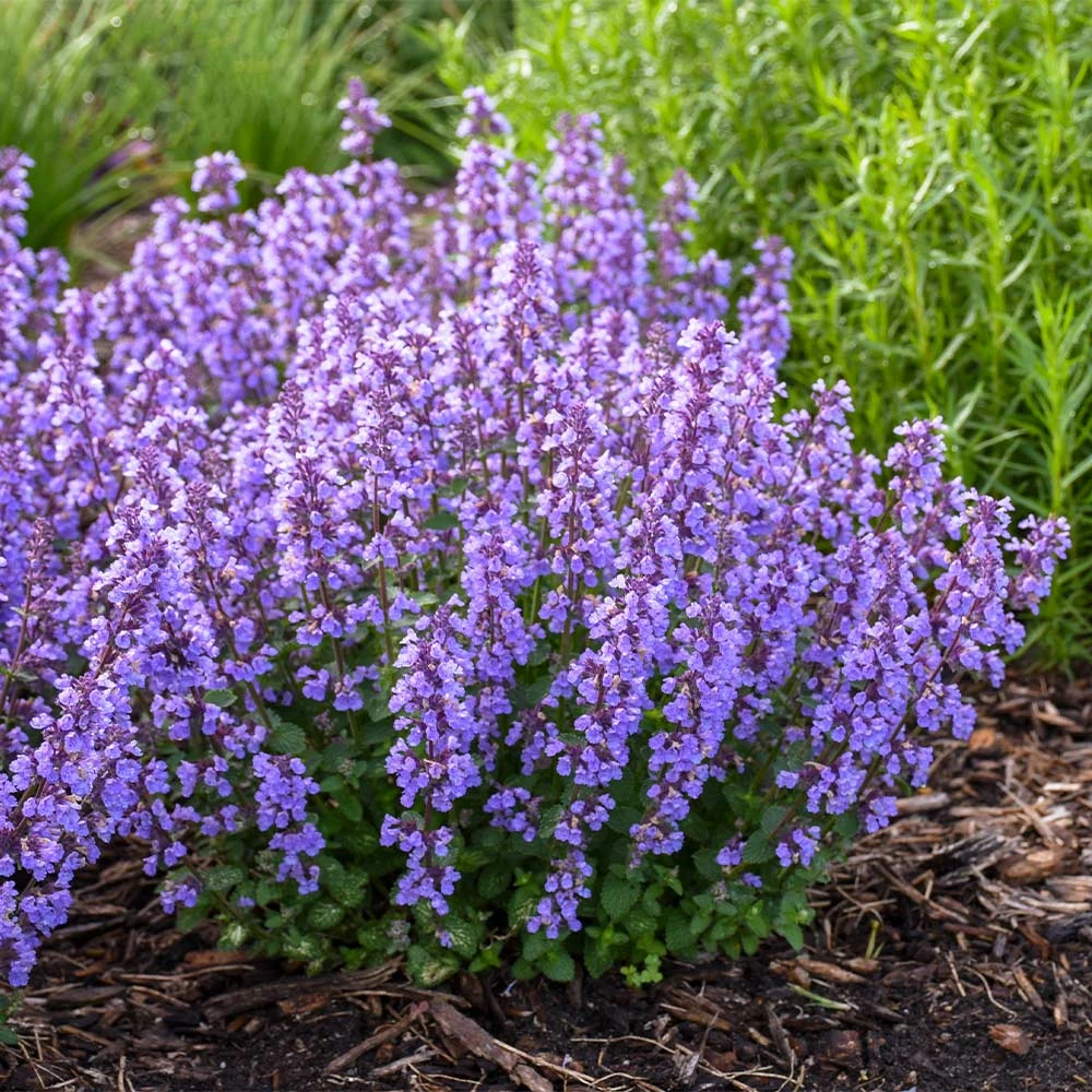 Brighter Blooms Nepeta 'Cat's Pajamas' Catmint 3 Brighter Blooms Nepeta 'Cat's Pajamas' Catmint
