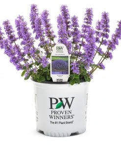 Brighter Blooms Nepeta 'Cat's Pajamas' Catmint 7 Brighter Blooms Nepeta 'Cat's Pajamas' Catmint