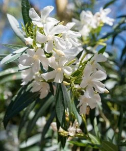 Brighter Blooms Evergreen & Privacy White Nerium Oleander Tree