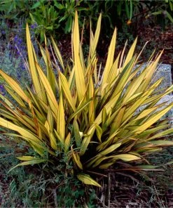 Brighter Blooms New Zealand Flax 5 Brighter Blooms New Zealand Flax