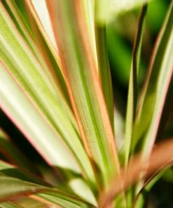 Brighter Blooms New Zealand Flax