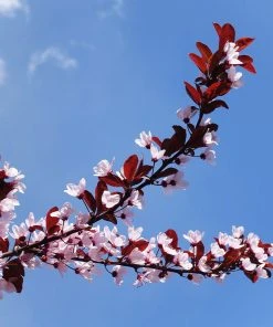 Brighter Blooms Flowering Trees Newport Plum Tree