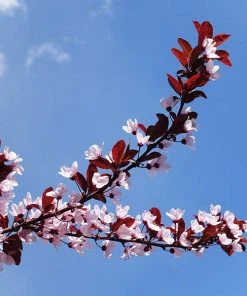 Brighter Blooms Flowering Trees Newport Plum Tree