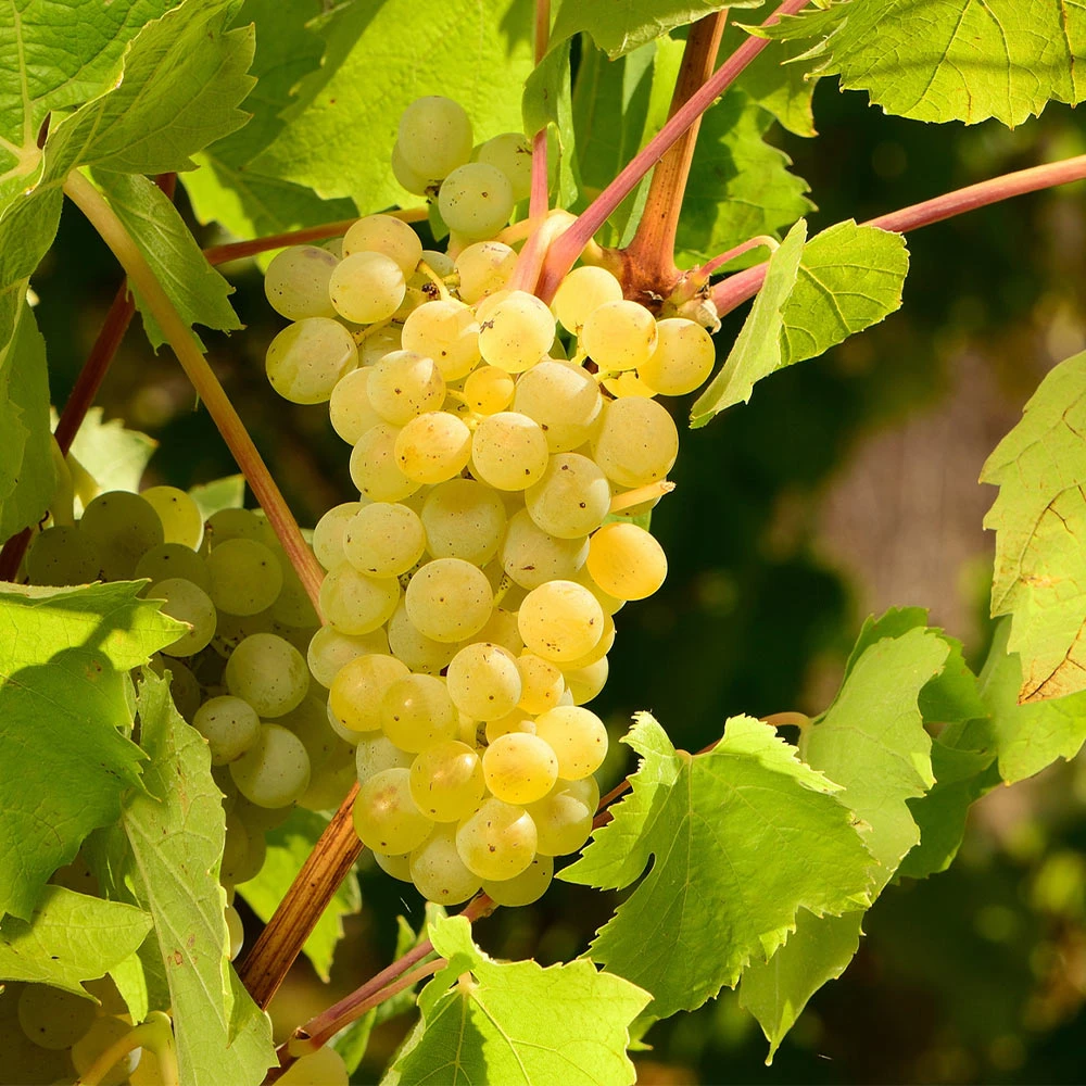 Brighter Blooms Grape Vines Niagara Grape Vine 3 Brighter Blooms Grape Vines Niagara Grape Vine