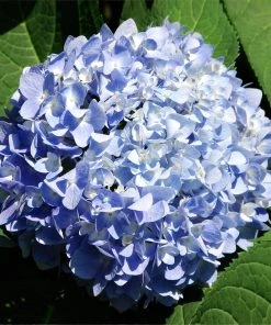 Brighter Blooms Nikko Blue Hydrangea Shrub Shrubs & Hedges 6 Brighter Blooms Nikko Blue Hydrangea Shrub Shrubs & Hedges