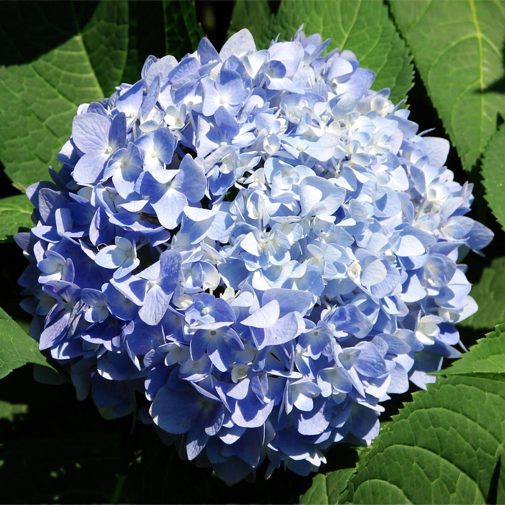 Brighter Blooms Nikko Blue Hydrangea Shrub Shrubs & Hedges 3 Brighter Blooms Nikko Blue Hydrangea Shrub Shrubs & Hedges