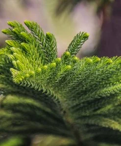 Brighter Blooms Norfolk Island Pine Tree 9 Brighter Blooms Norfolk Island Pine Tree