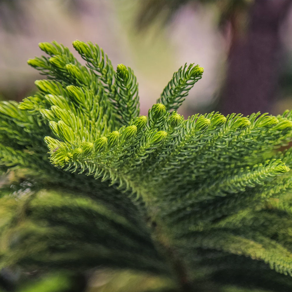 Brighter Blooms Norfolk Island Pine Tree 4 Brighter Blooms Norfolk Island Pine Tree