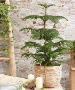 Brighter Blooms Norfolk Island Pine Tree