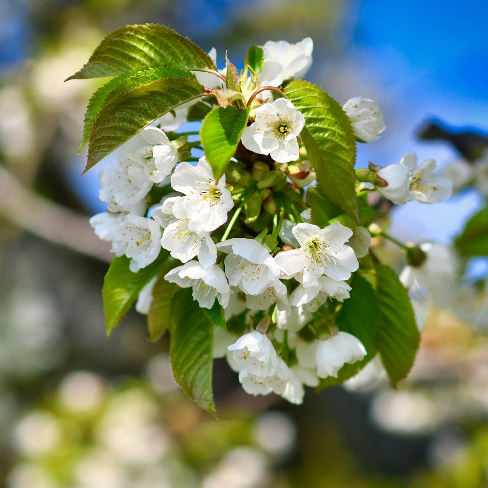 Brighter Blooms Dwarf North Star Cherry Tree 4 Brighter Blooms Dwarf North Star Cherry Tree