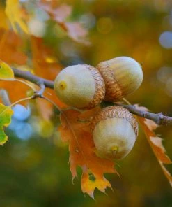 Brighter Blooms Northern Red Oak Tree Shade Trees 9 Brighter Blooms Northern Red Oak Tree Shade Trees