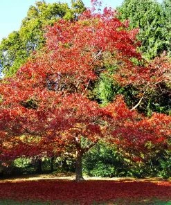 Brighter Blooms Northern Red Oak Tree Shade Trees 8 Brighter Blooms Northern Red Oak Tree Shade Trees