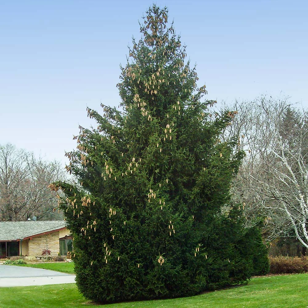 Brighter Blooms Evergreen & Privacy Norway Spruce Tree 2 Brighter Blooms Evergreen & Privacy Norway Spruce Tree