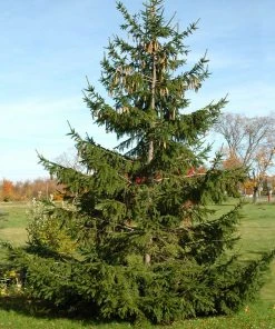 Brighter Blooms Evergreen & Privacy Norway Spruce Tree 7 Brighter Blooms Evergreen & Privacy Norway Spruce Tree