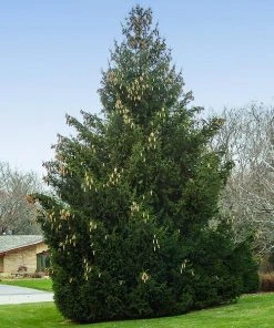 Brighter Blooms Evergreen & Privacy Norway Spruce Tree