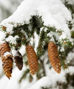 Brighter Blooms Evergreen & Privacy Norway Spruce Tree 8 Brighter Blooms Evergreen & Privacy Norway Spruce Tree