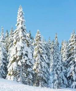 Brighter Blooms Evergreen & Privacy Norway Spruce Tree 9 Brighter Blooms Evergreen & Privacy Norway Spruce Tree