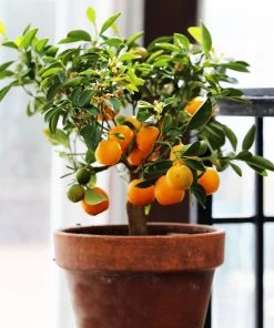 Brighter Blooms Fruit Trees Nules Clementine Tree