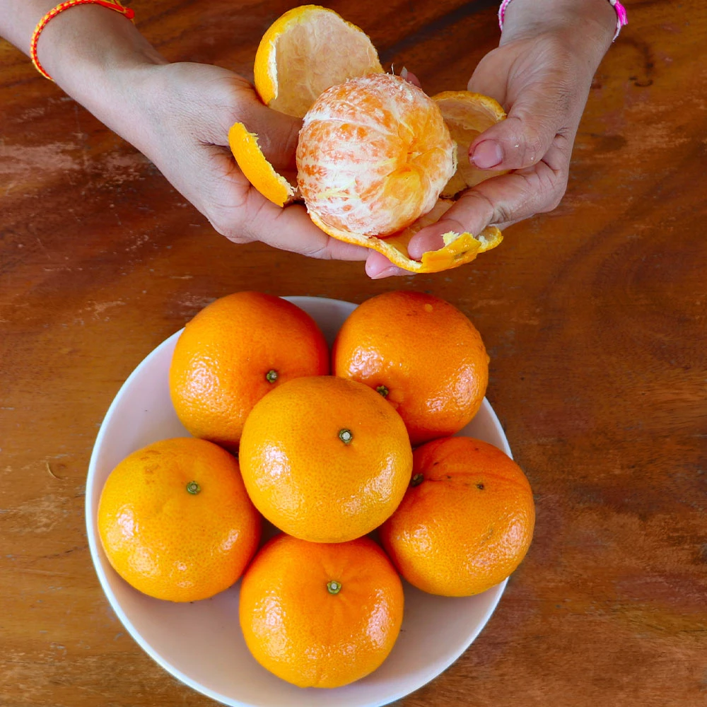Brighter Blooms Fruit Trees Nules Clementine Tree 3 Brighter Blooms Fruit Trees Nules Clementine Tree