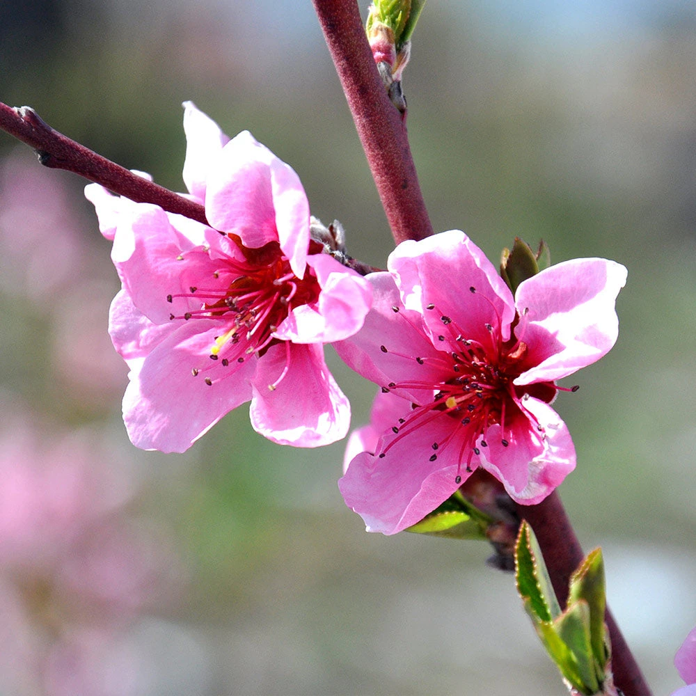 Brighter Blooms Fruit Trees O'Henry Peach Tree 5 Brighter Blooms Fruit Trees O'Henry Peach Tree