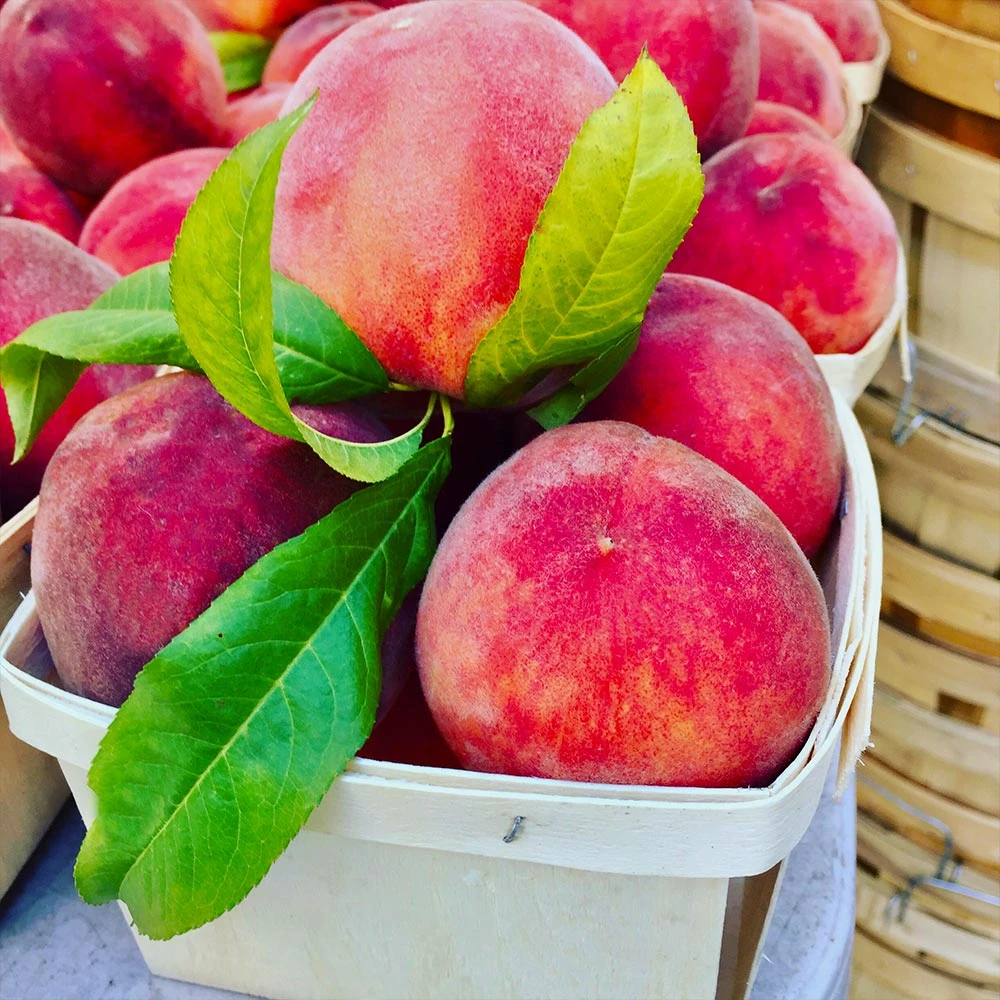 Brighter Blooms Fruit Trees O'Henry Peach Tree 3 Brighter Blooms Fruit Trees O'Henry Peach Tree