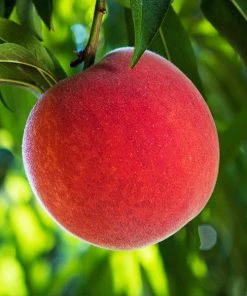 Brighter Blooms Fruit Trees O'Henry Peach Tree