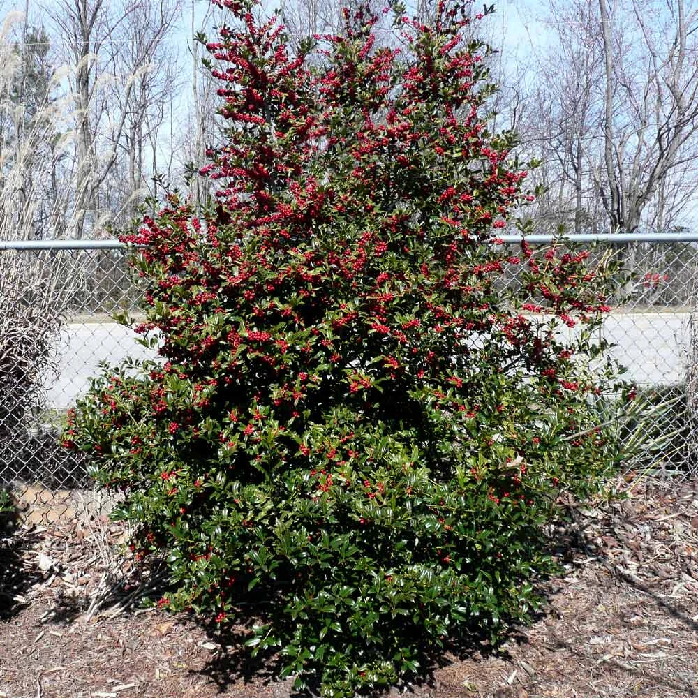 Brighter Blooms Oak Leaf™ Holly Tree Evergreen & Privacy 2 Brighter Blooms Oak Leaf™ Holly Tree Evergreen & Privacy