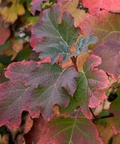 Brighter Blooms Oakleaf Hydrangea Shrub Shrubs & Hedges 5 Brighter Blooms Oakleaf Hydrangea Shrub Shrubs & Hedges