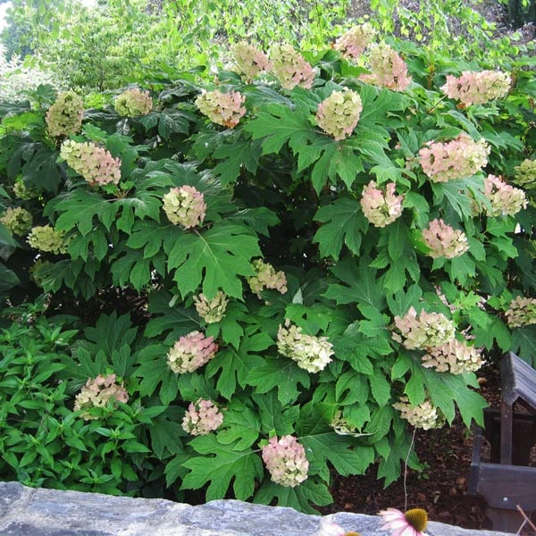 Brighter Blooms Oakleaf Hydrangea Shrub Shrubs & Hedges 1 Brighter Blooms Oakleaf Hydrangea Shrub Shrubs & Hedges
