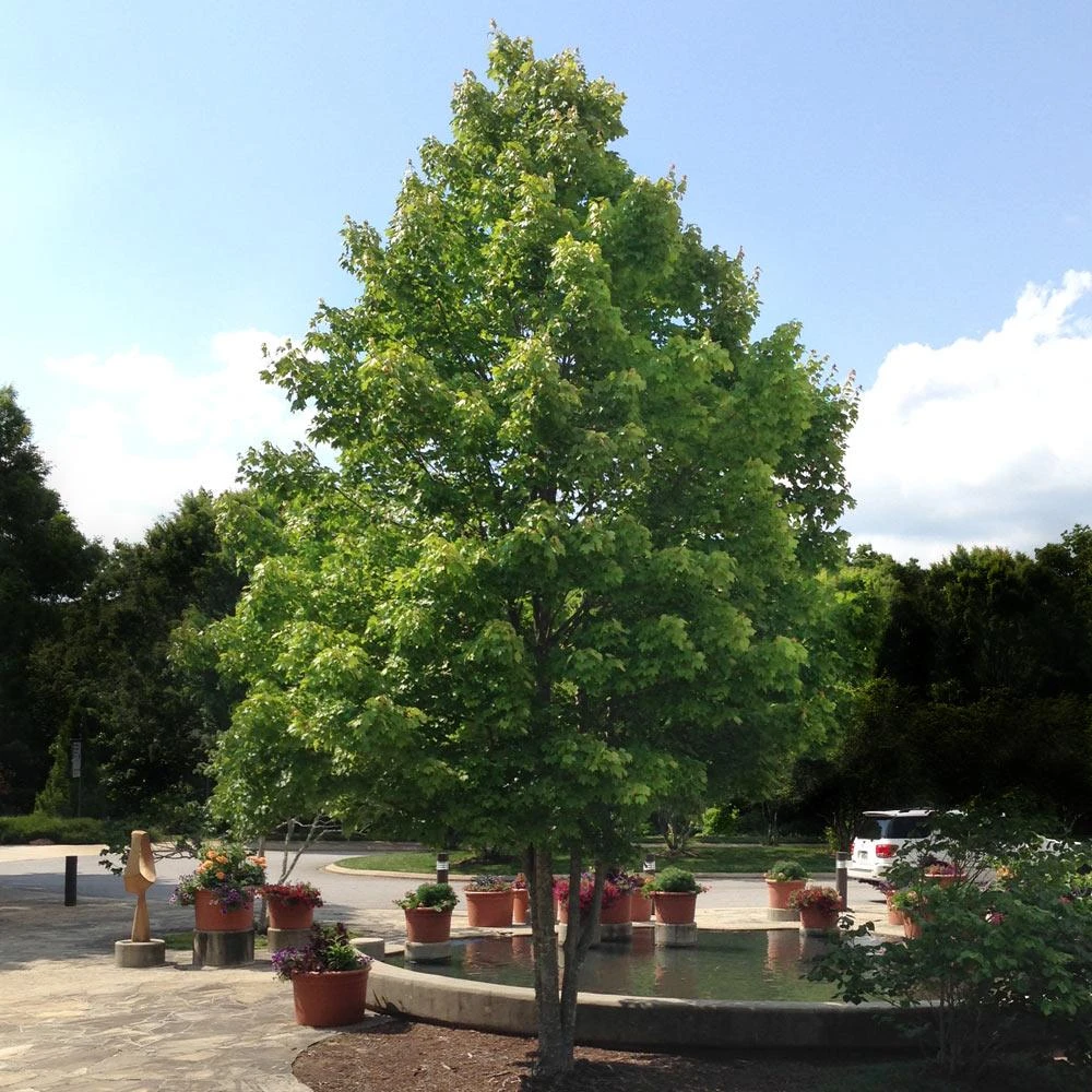 BrighterBlooms.com Shade Trees October Glory Maple Tree 4 BrighterBlooms.com Shade Trees October Glory Maple Tree