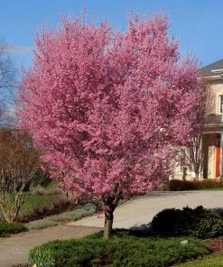 Brighter Blooms Flowering Trees Okame Cherry Tree