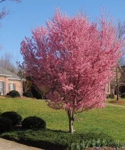 Brighter Blooms Flowering Trees Okame Cherry Tree