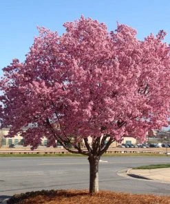 Brighter Blooms Flowering Trees Okame Cherry Tree