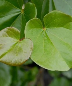 Brighter Blooms Flowering Trees Oklahoma Redbud Tree 9 Brighter Blooms Flowering Trees Oklahoma Redbud Tree