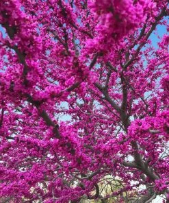 Brighter Blooms Flowering Trees Oklahoma Redbud Tree 7 Brighter Blooms Flowering Trees Oklahoma Redbud Tree