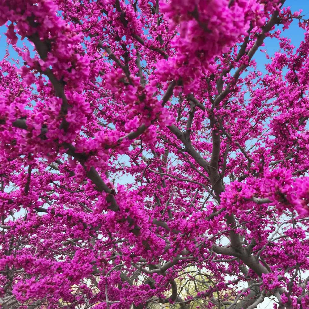 Brighter Blooms Flowering Trees Oklahoma Redbud Tree 3 Brighter Blooms Flowering Trees Oklahoma Redbud Tree
