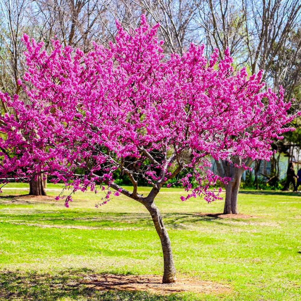 Brighter Blooms Flowering Trees Oklahoma Redbud Tree 2 Brighter Blooms Flowering Trees Oklahoma Redbud Tree