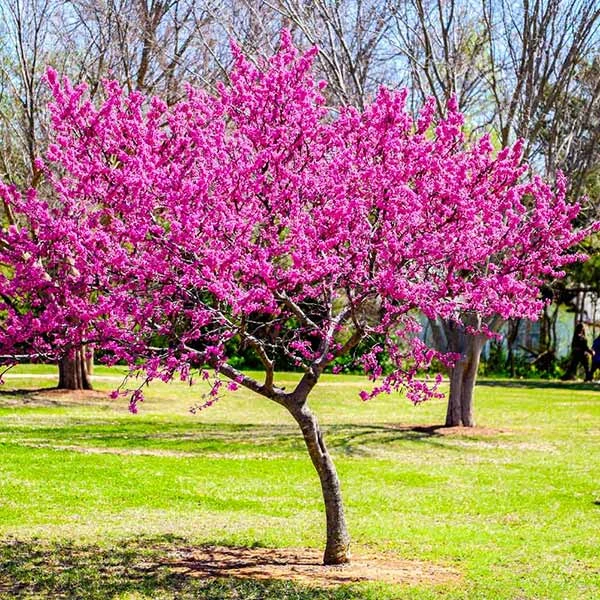 Brighter Blooms Flowering Trees Oklahoma Redbud Tree 1 Brighter Blooms Flowering Trees Oklahoma Redbud Tree
