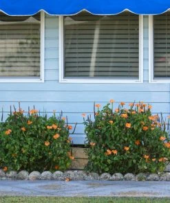 Brighter Blooms Orange Marmalade Crossandra SHOP ALL 7 Brighter Blooms Orange Marmalade Crossandra SHOP ALL